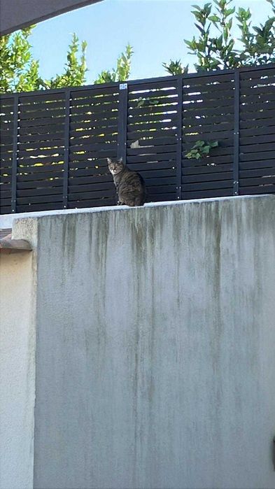 Gata para adoção responsável