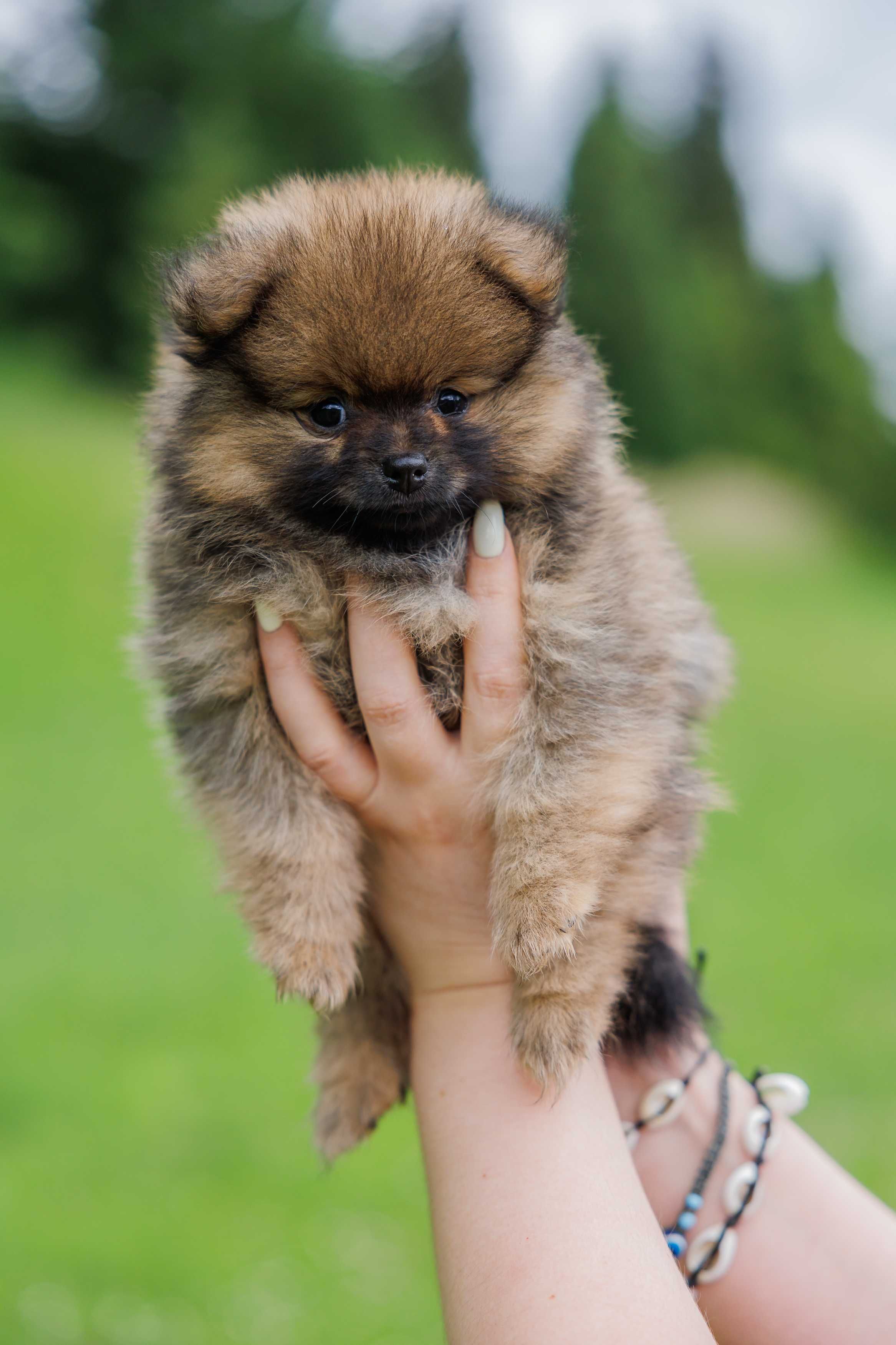 Szczeniak Pomeranian Szpic Miniaturowy FCI/ZKwP