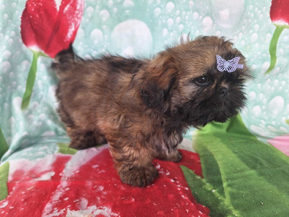 Shih Tzu sunia z rodowodem SWKIPR