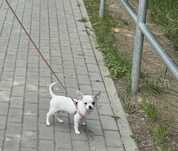 szczeniak Chihuahua
