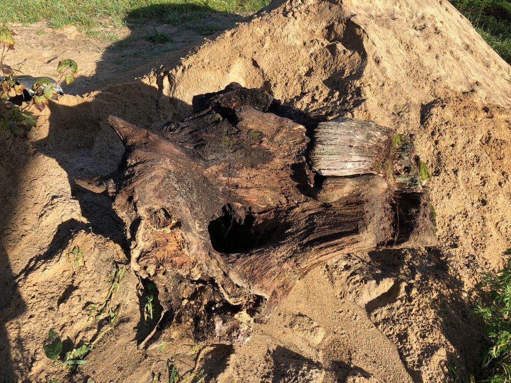 Pniak , korzeń do ogroduz Grabu