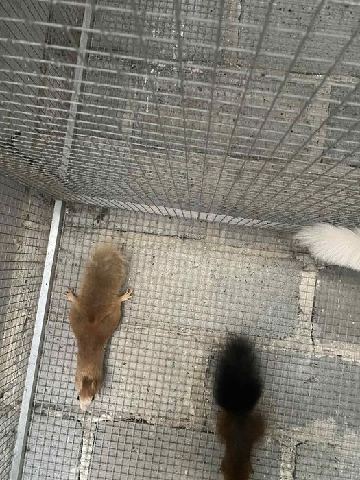 Wiewiórki japonskie samce