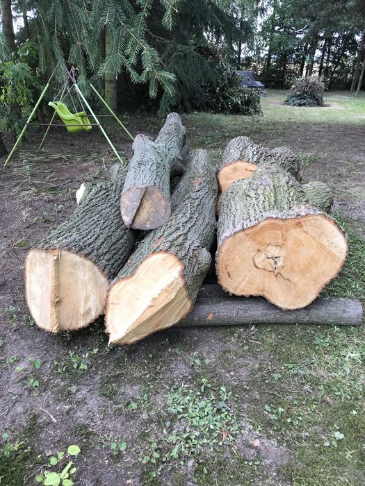 Drzewo lipa, drewno lipowe na rzeźby, kloce, bale, kłody, plastry