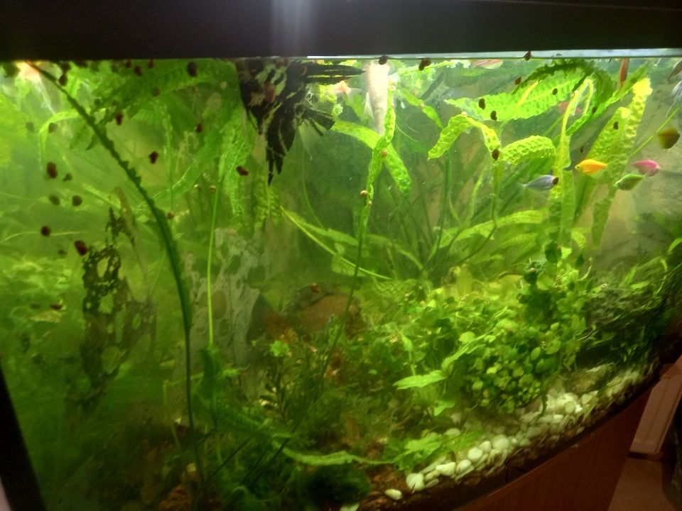 Akwarium dla rybek 300l