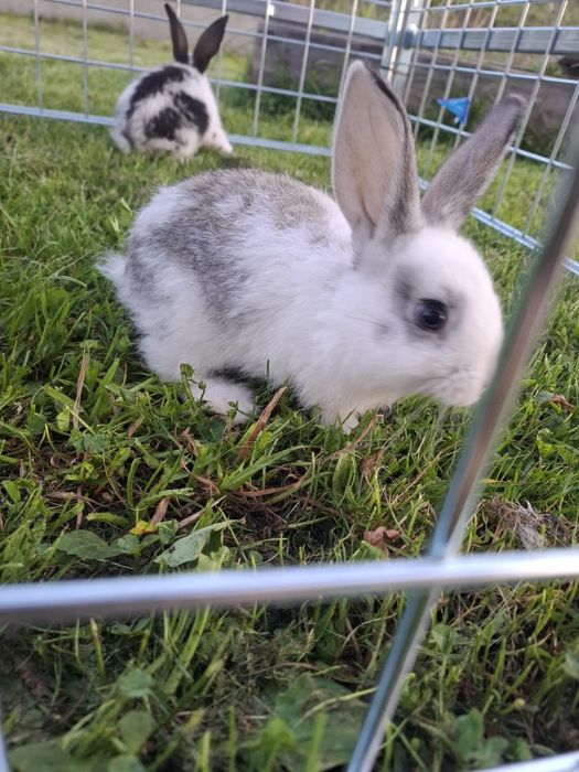 Sprzedam króliki