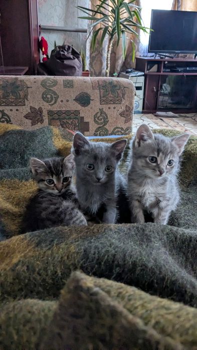 Кошенятка шукають сім'ю!