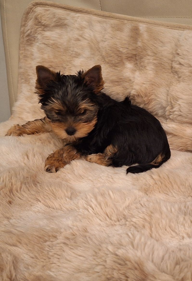 Yorkshire Terrier, york śliczny piesek