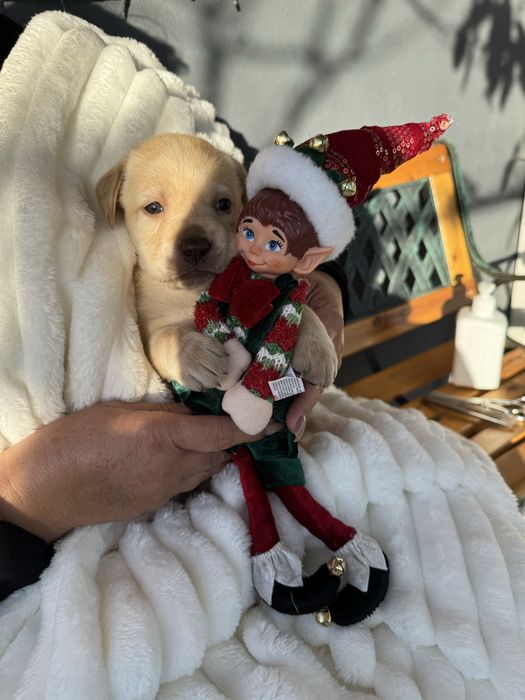 Labrador magnífico,