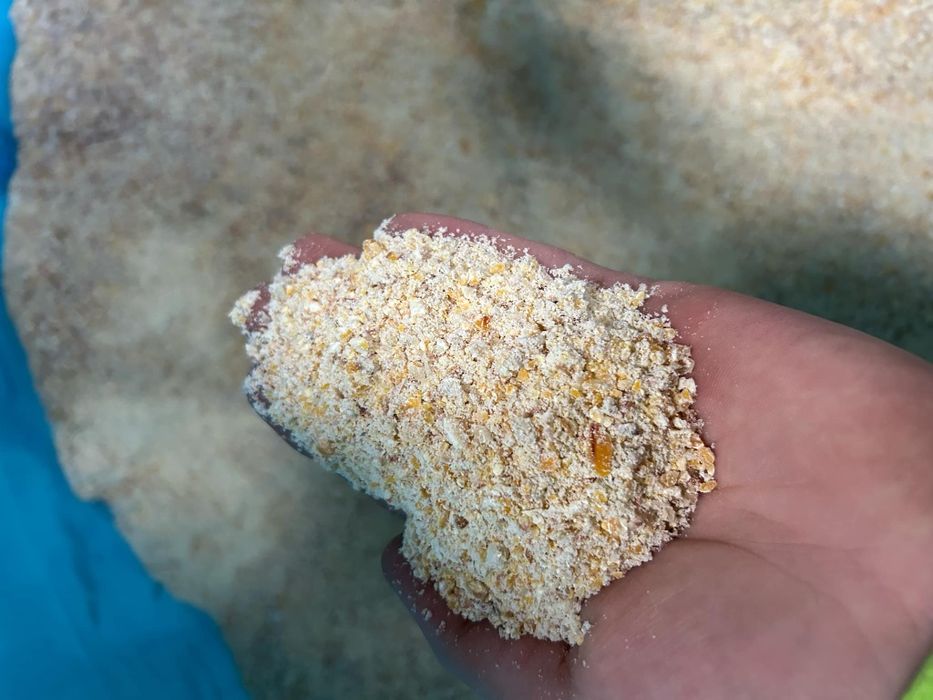 Ccm kukurydza mielona