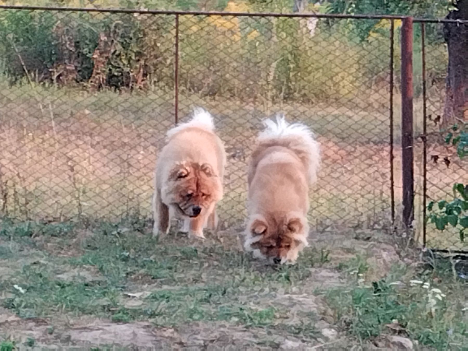 Чау чау розплідник
