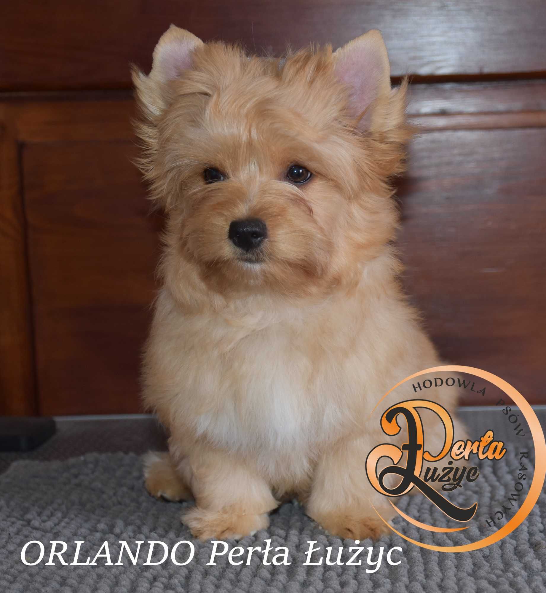 Yorkshire Terrier Golddust