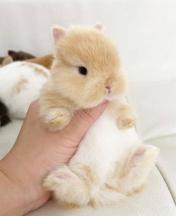 Coelhos anoes mini, mini lion, mini holandes etc.