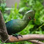 Turaco de livingstone