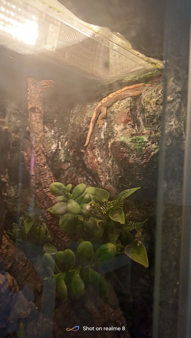 Gekony + terrarium