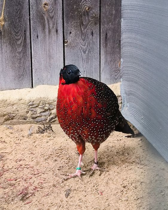 Bażanty tragopany satyry