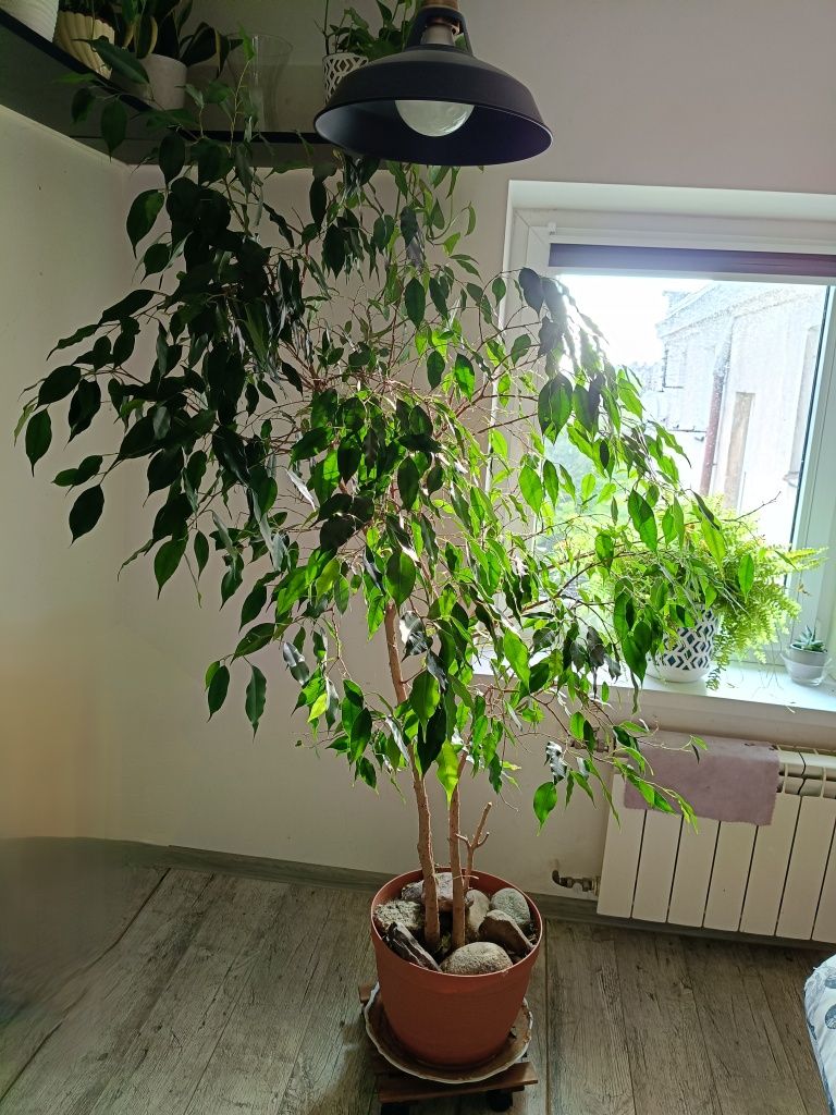 Fikus Benjamina 1,5m