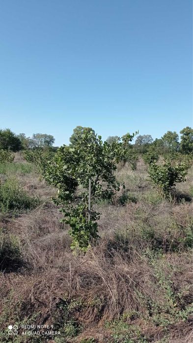Продам сад фундука з земельною ділянкою