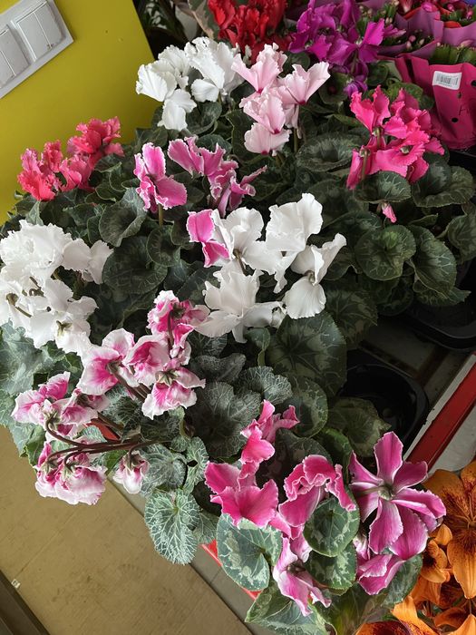 Цикламен,пишні кущики