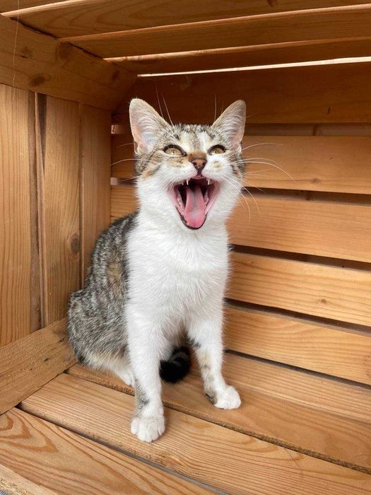 Молоденька кішка (підліток) шукає дім та люблячих батьків