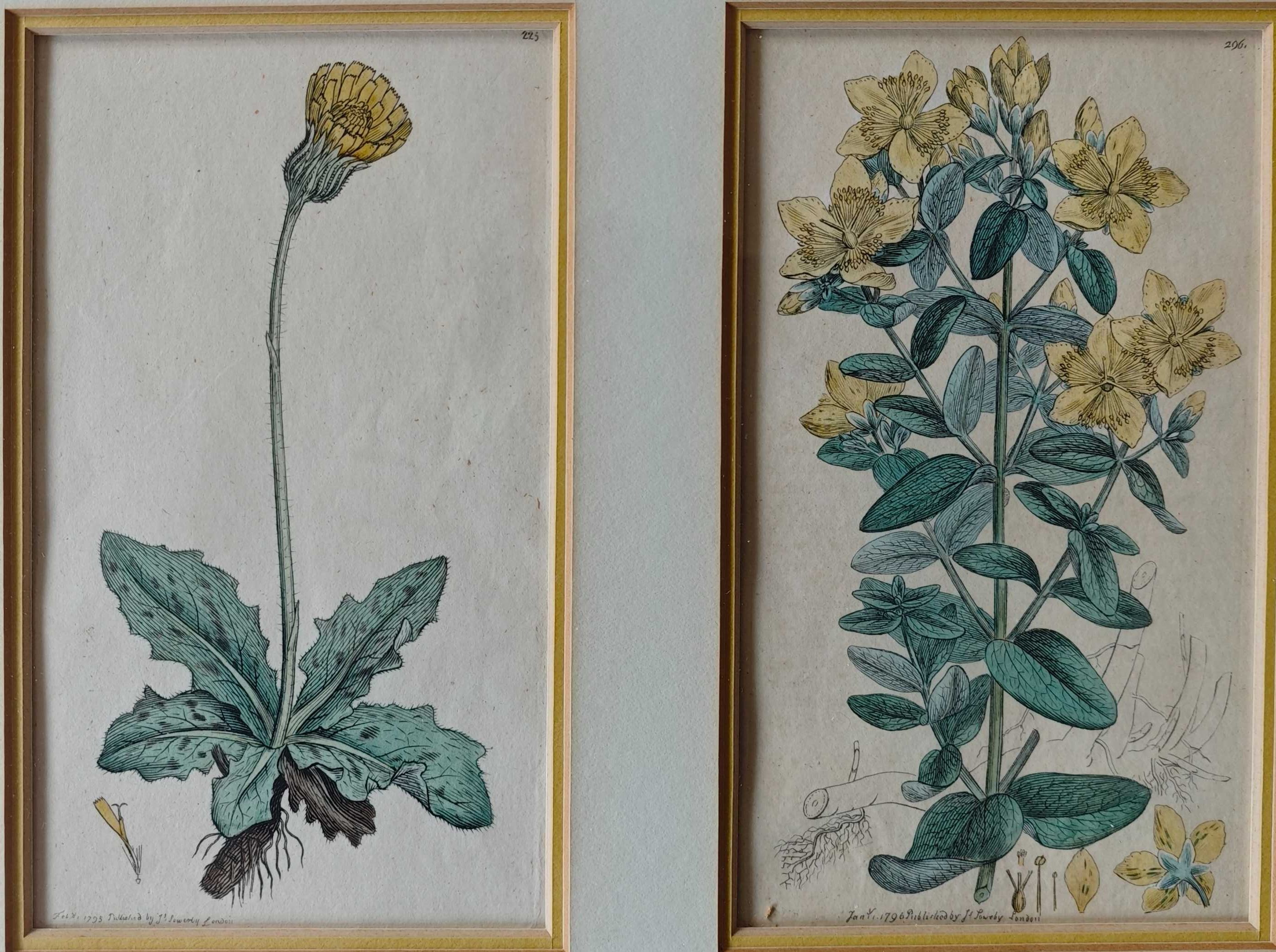 kolekcja 3x2=6 xrycin English Botany z 1794 r  I wydanie James Sowerby
