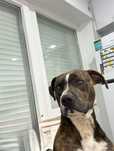 staffordshire terrier