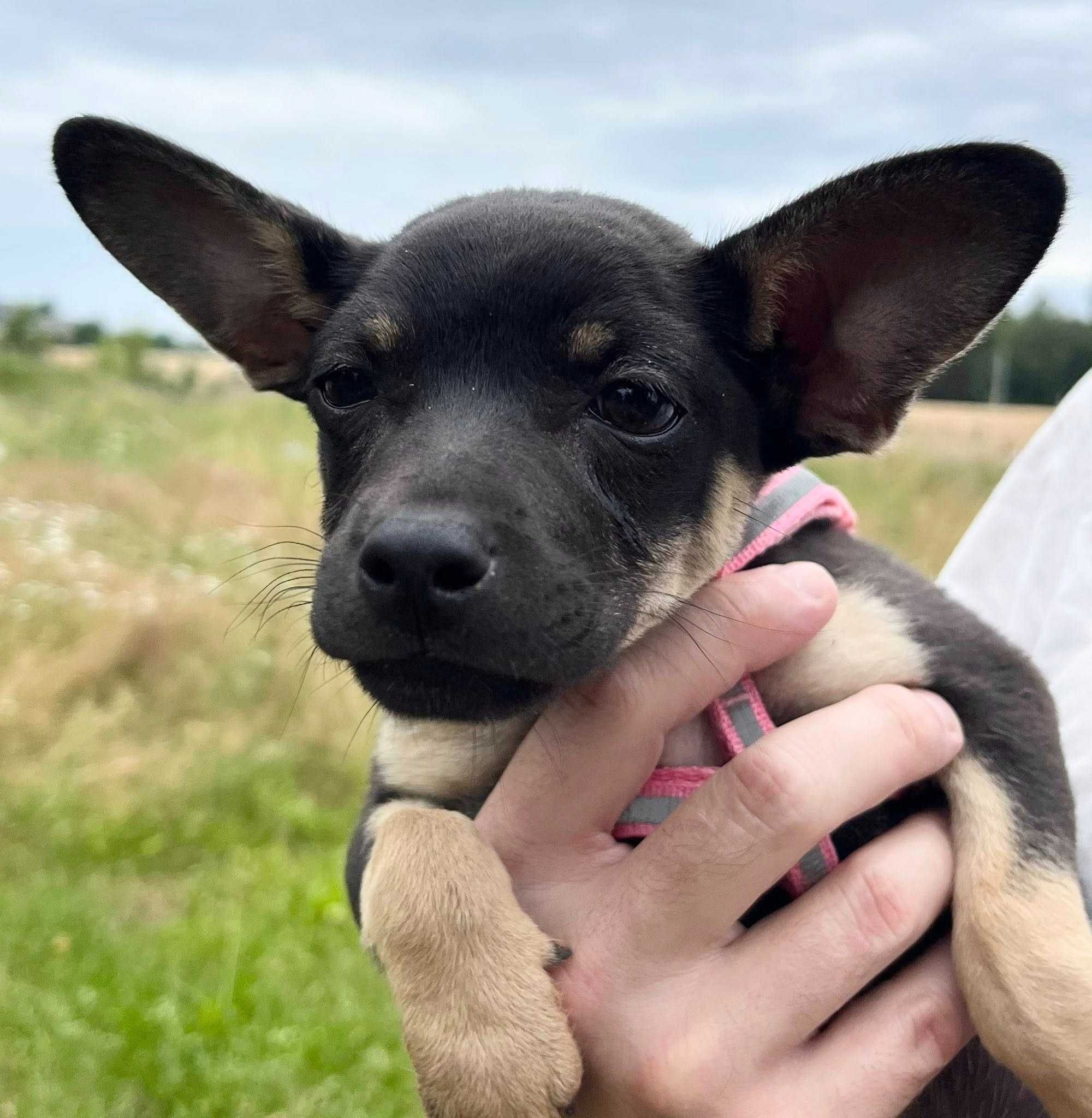 Suczka niewielka szczeniak do adopcji