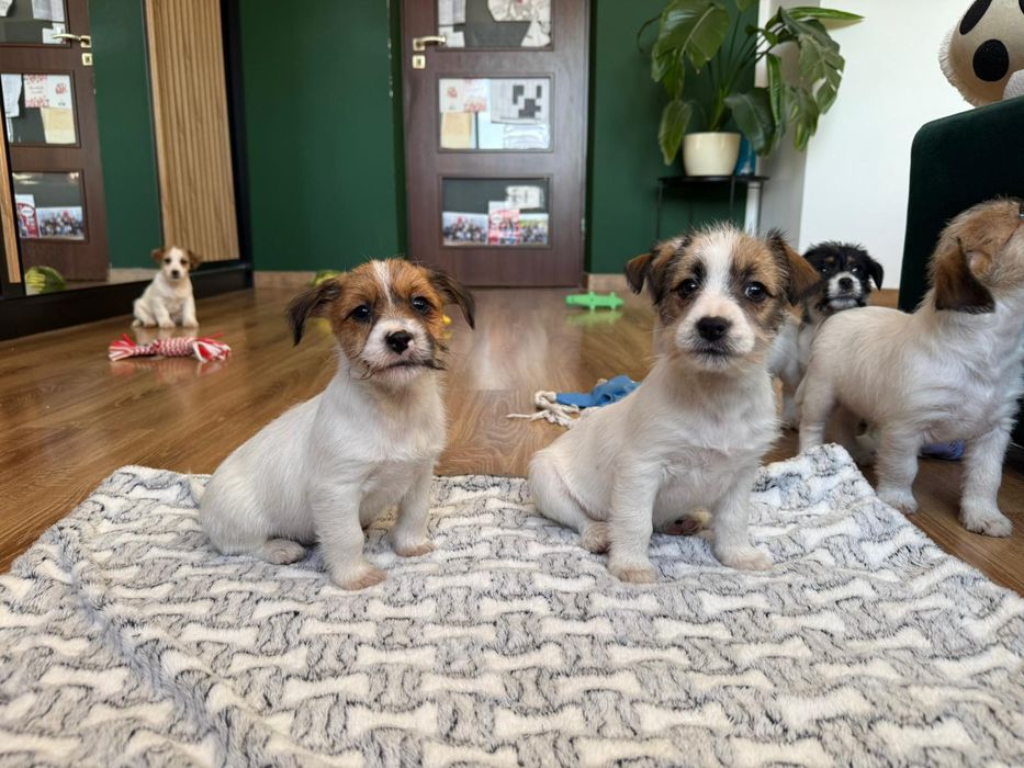 Jack Russell Terrier ZKwP FCI