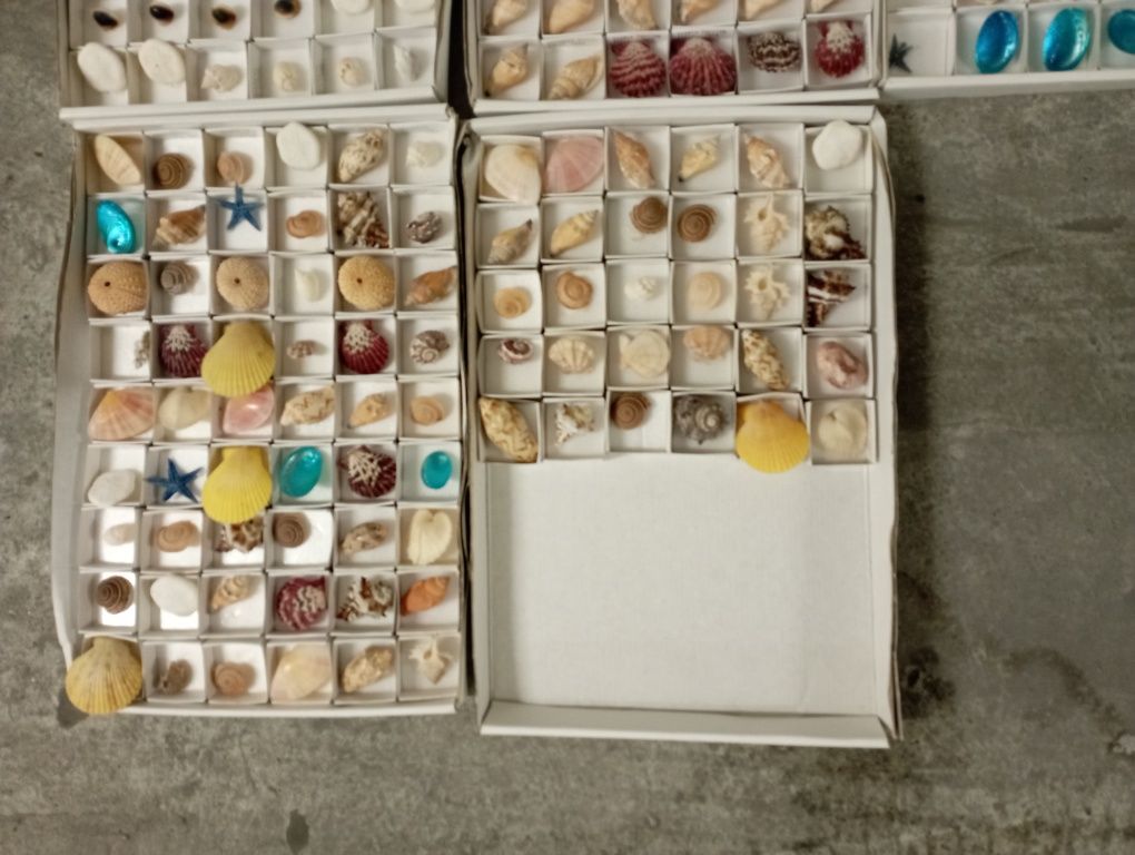 Conchas e Búzios