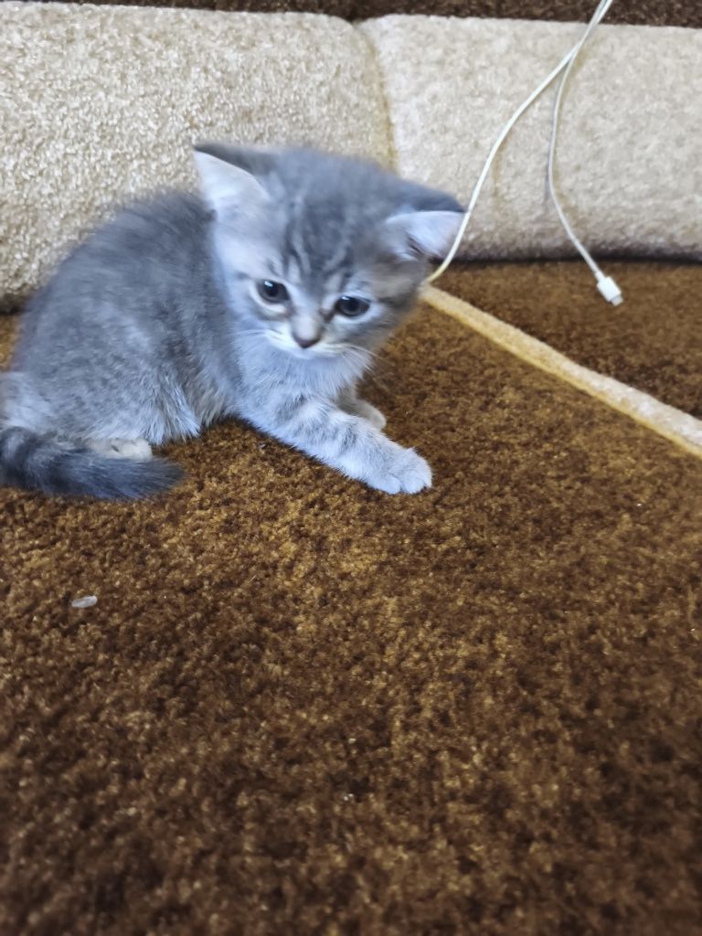 Продам чистокровный шотландских веслоухих котят