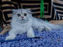 Серебриста шиншилла шотландська
