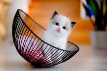 Ragdoll po Championach Rodowód WCF Lew w salonie*PL