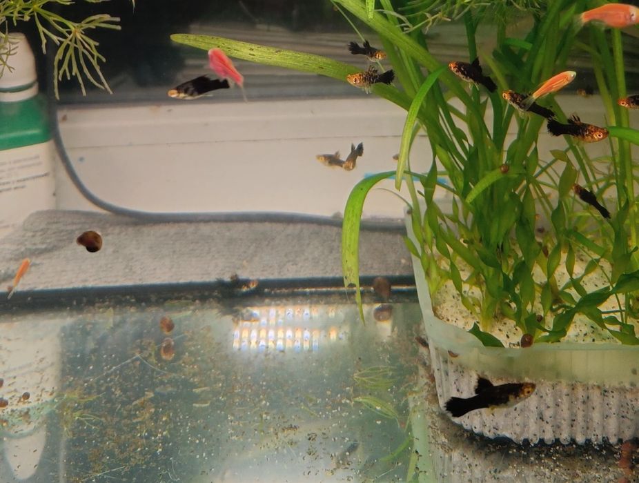 Рыбки гуппи живородящие продам