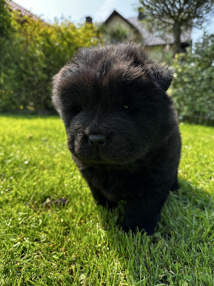 Chow Chow piekna suczka ! Gotowa do odbioru !