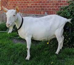 Mleko Kozie z Kozy Saaneńskiej - Zapisy na Czerwiec