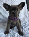Buldog Francuskie Blue z genem lilac suczka GOTOWA DO ODBIORU