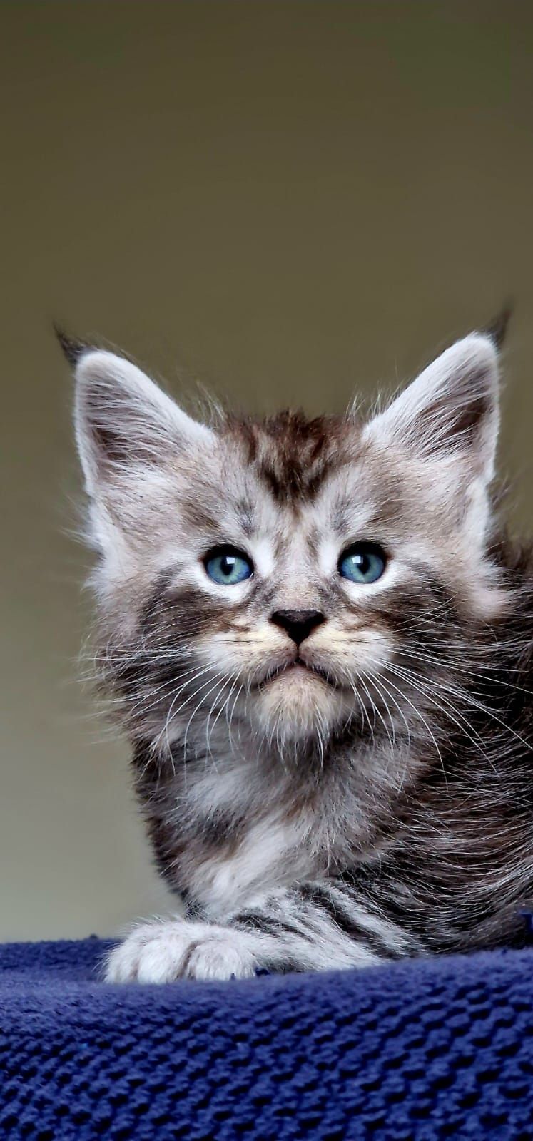 Maine coon piękny czarny srebrzysty klasycznie pręgowany kocurek
