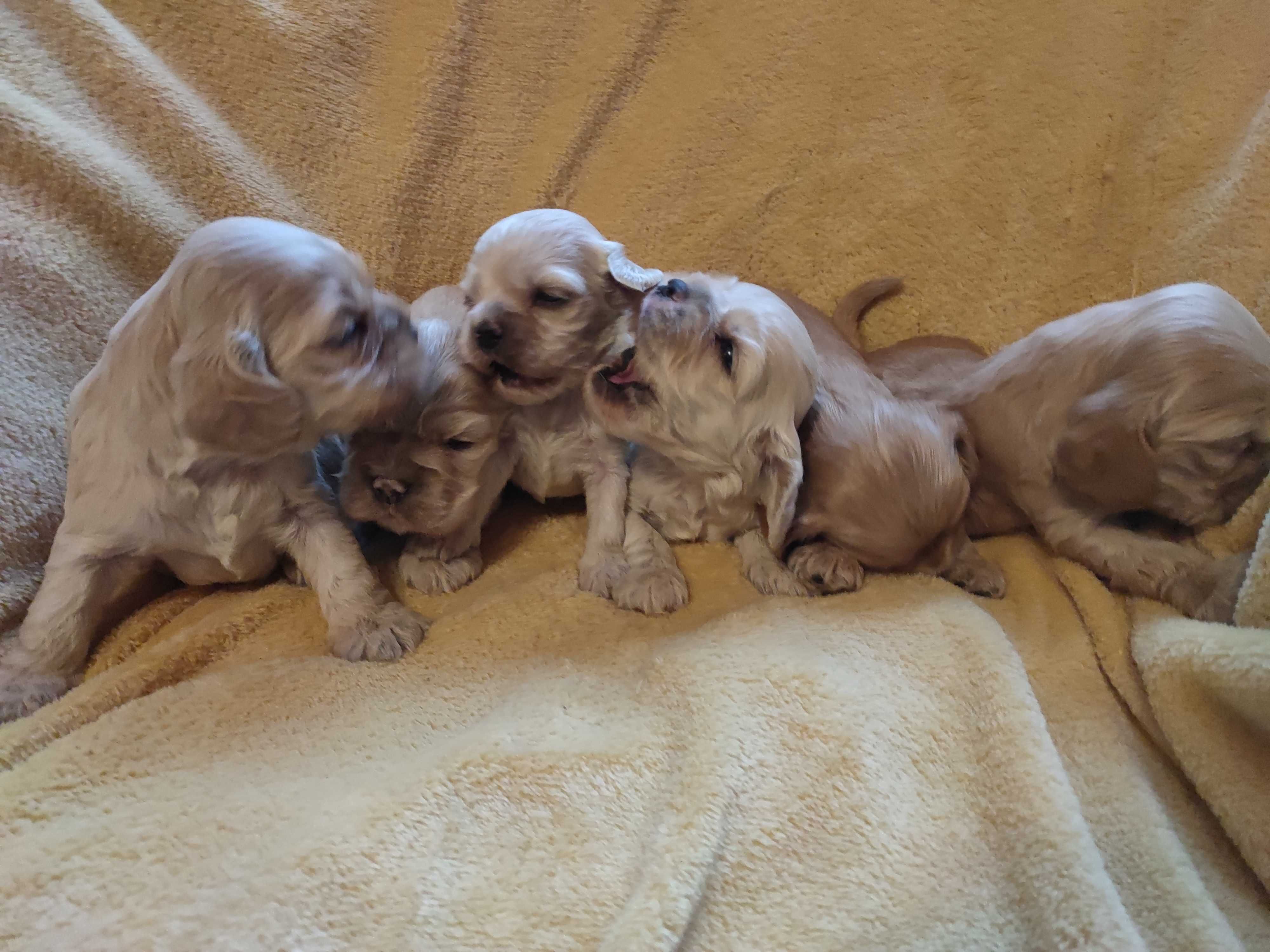 cocker spaniel amerykański