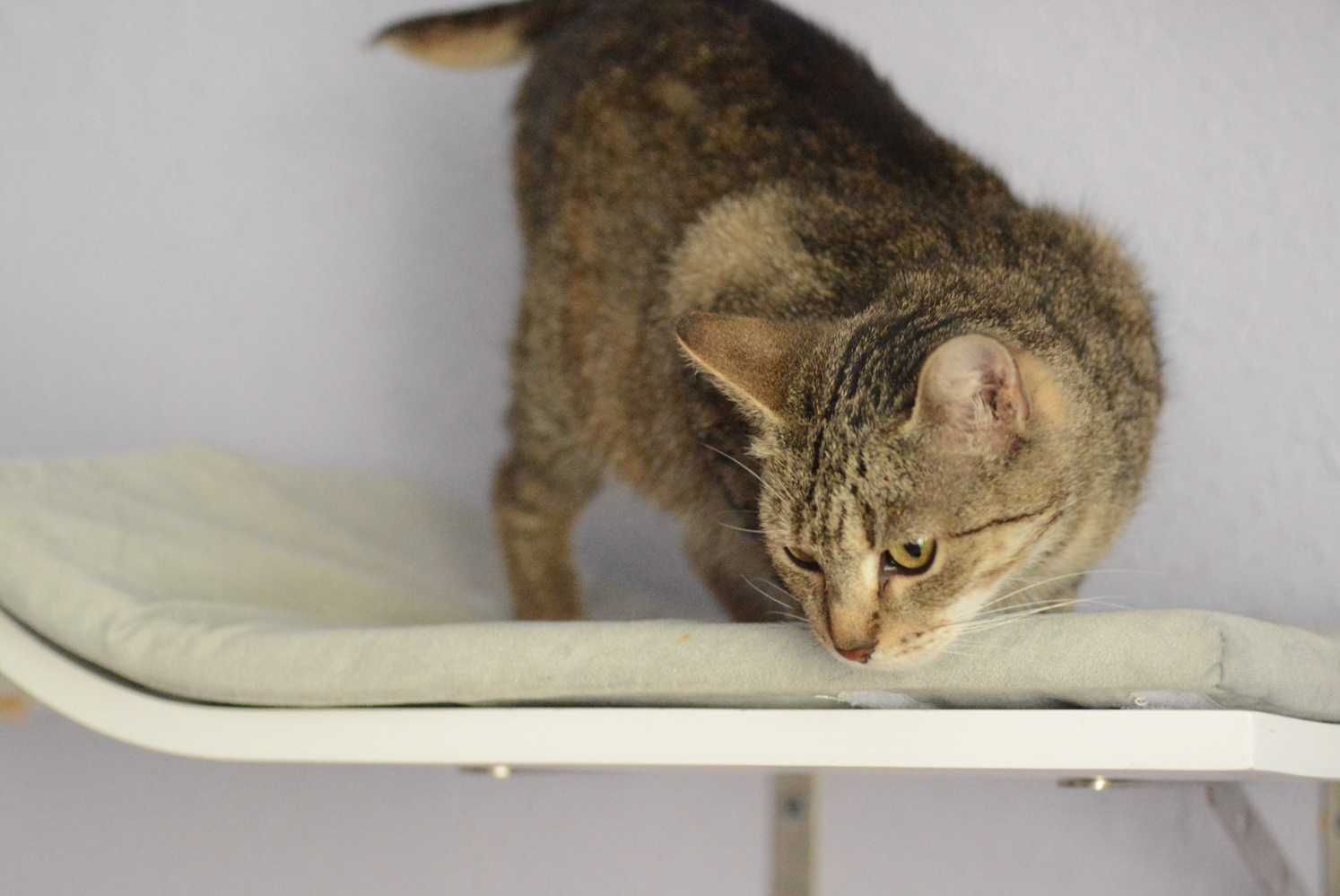 Bure,pręgowane kotki,kociczki,mama i córka,razem lub osobno.ADOPCJA