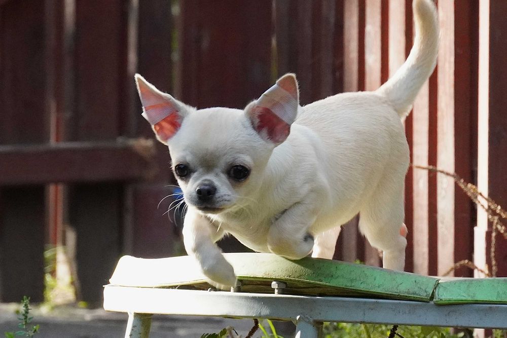 Chihuahua suczka szczeniak