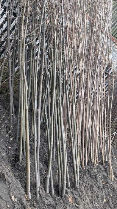 Sadzonki klon pospolity, jawor, jesionolistny, zwyczajny