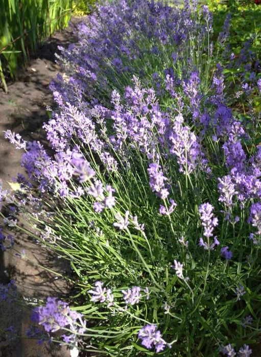 Лаванда 35грн кущик