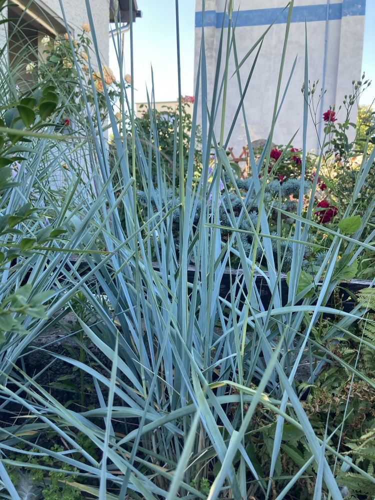 Funkia hosta ozdobne liście, liliowce niebieska trawa i inne