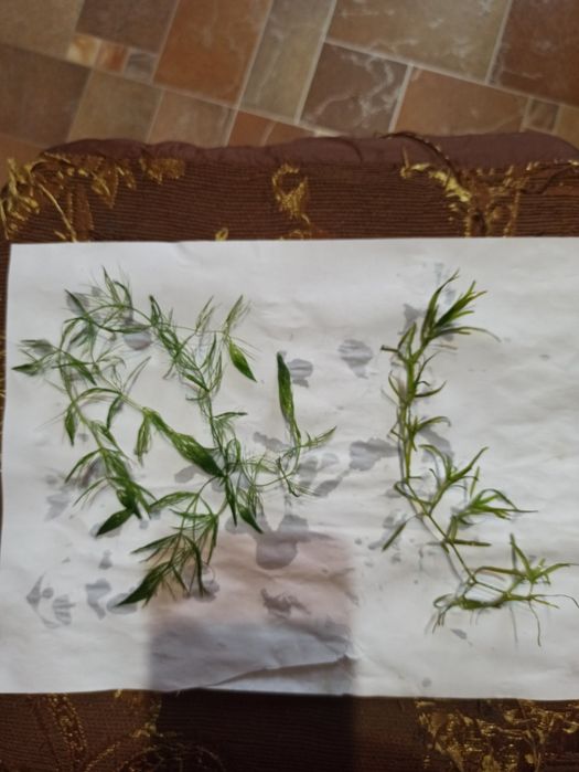 Єлодея канадская 10грн