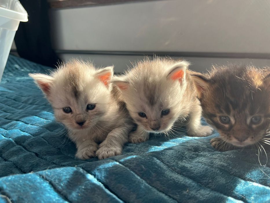 Kocurek Maine coon czarny klasycznie pręgowany linia shaded