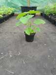 Paulownia omszona tomentosa