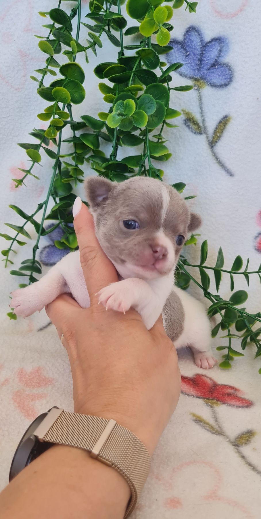 Estupenda lilac,chihuahua/chiuaua linhagem Russa.Qualidd