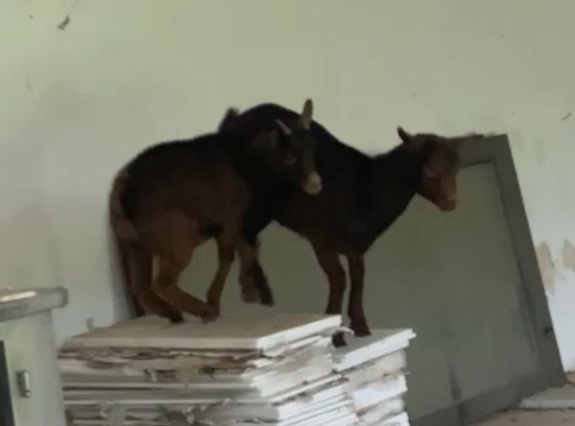 Cabritas anas domesticas