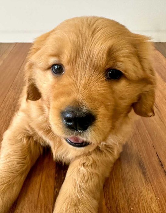 Golden & Labrador retriever szczeniaczek sunia do odbioru zadbana