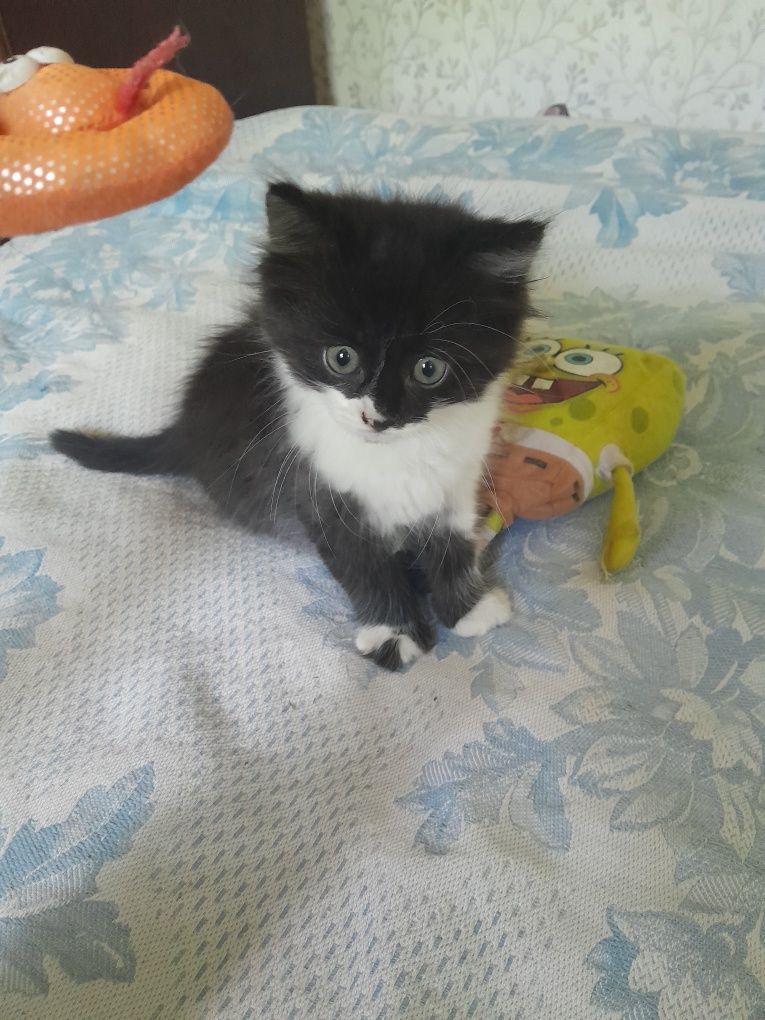 Отдам.Котик и кошечка.