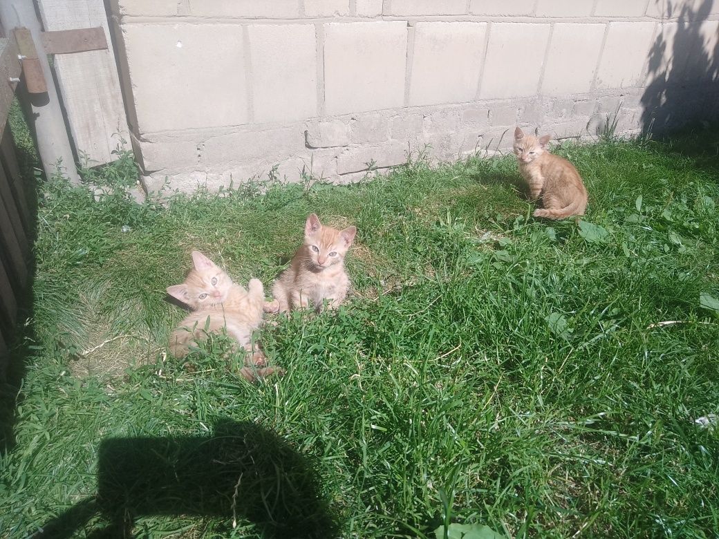 Kotki koty kotki